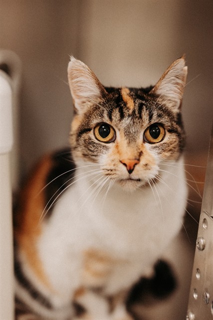 Shelter Stray Female Cat last seen Near BLOCK S UPLAND LAKE DR, WEST VALLEY CITY UT 84119, 4522 W 3500 S, West Valley City, UT 84120, USA