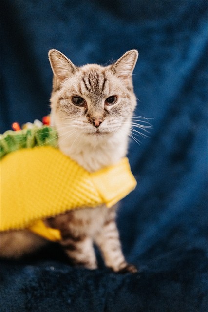 Shelter Stray Female Cat last seen Near BLOCK W SEAGULL DR, 4522 W 3500 S, West Valley City, UT 84120, USA