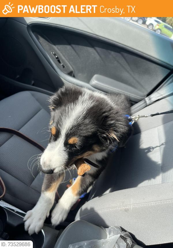 Found/Stray Unknown Dog last seen Near fwy, Crosby, TX 77532