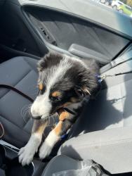 Found/Stray Unknown Dog last seen Near fwy, Crosby, TX 77532