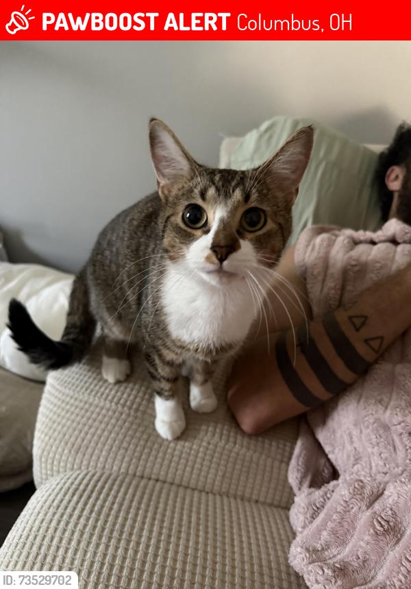Lost Female Cat last seen Krumm and 5th, Columbus, OH 43219