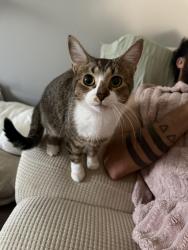 Lost Female Cat last seen Krumm and 5th, Columbus, OH 43219