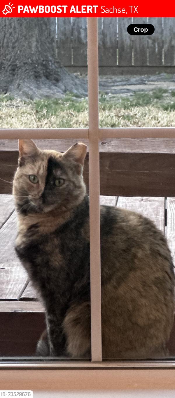 Lost Female Cat last seen Meadowcrest lane, Sachse, TX 75048