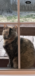 Lost Female Cat last seen Meadowcrest lane, Sachse, TX 75048