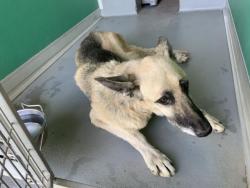 Shelter Stray Male Dog last seen HWY 137 TULARE, Visalia, CA 93292, USA