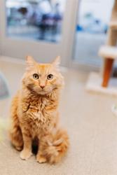 Shelter Stray Male Cat last seen Near BLOCK W RUDDY WAY, WEST VALLEY CITY UT 84119, 4522 W 3500 S, West Valley City, UT 84120, USA