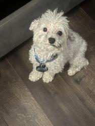 Reunited Male Dog last seen Christopher Ct, Matawan, NJ 07747