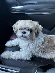 Reunited Female Dog last seen Jones and Twain, Spring Valley, NV 89103