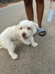 Found/Stray Unknown Dog last seen Hallow creek apmts, Conroe, TX 77301