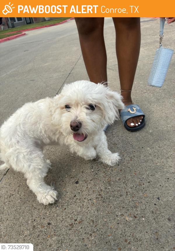 Found/Stray Unknown Dog last seen Hallow creek apmts, Conroe, TX 77301