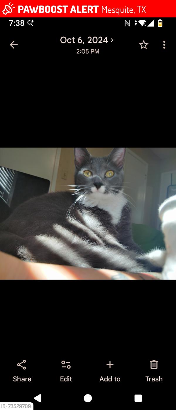 Lost Female Cat last seen Wildwood, Mesquite, TX 75149