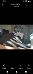 Lost Female Cat last seen Wildwood, Mesquite, TX 75149