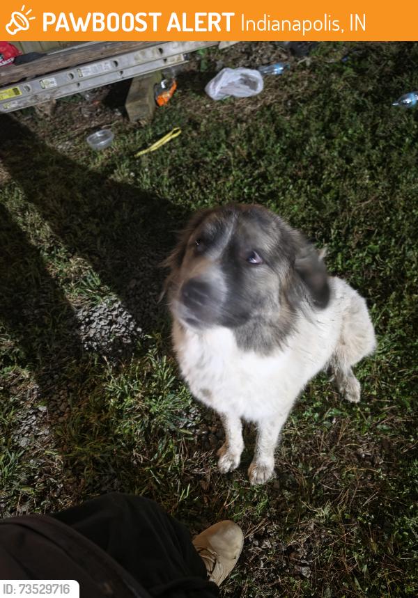 Found/Stray Female Dog last seen Near S Mount St, Indianapolis, IN 46221, Indianapolis, IN 46221