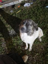 Found/Stray Female Dog last seen Near S Mount St, Indianapolis, IN 46221, Indianapolis, IN 46221