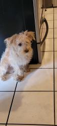 Lost Male Dog last seen Honolulu, Lindsay, CA 93247