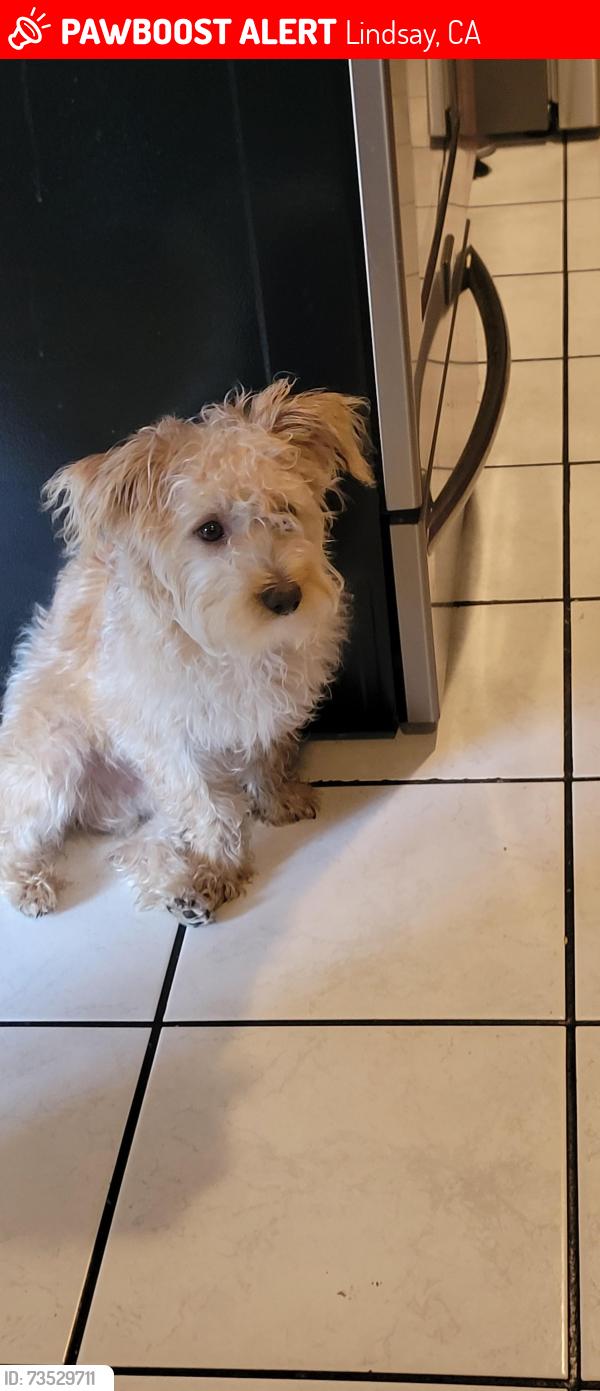 Lost Male Dog last seen Honolulu, Lindsay, CA 93247