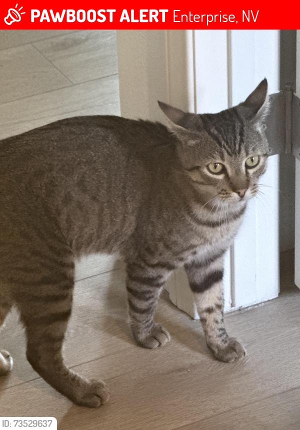 Lost Male Cat last seen Silverado ranch and S valley view BLVD, Enterprise, NV 89139