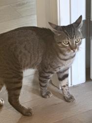 Lost Male Cat last seen Silverado ranch and S valley view BLVD, Enterprise, NV 89139