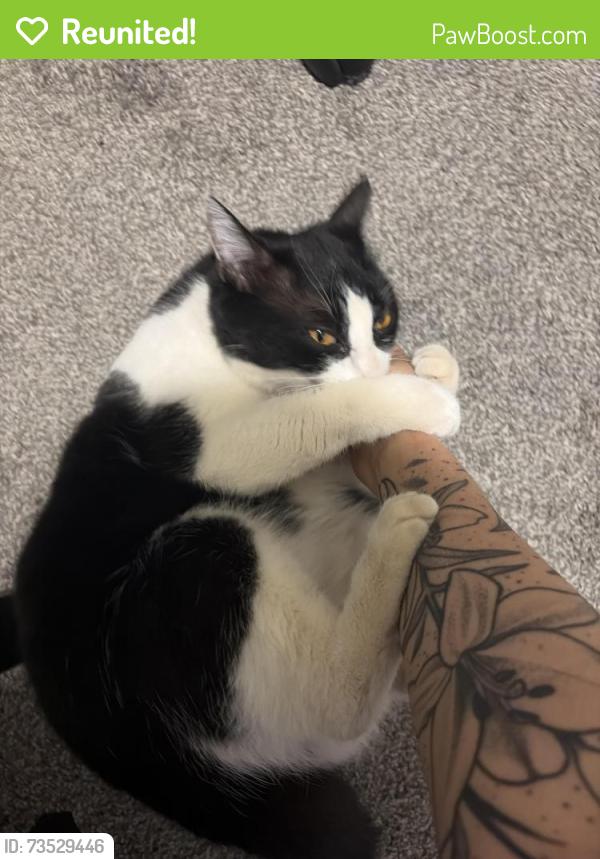 Reunited Female Cat last seen Ingram st and n pasadena, Mesa, AZ 85201