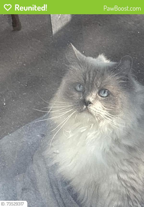 Reunited Female Cat last seen El Monte and Hydraulic by Mcdonald's, Wichita, KS 67216