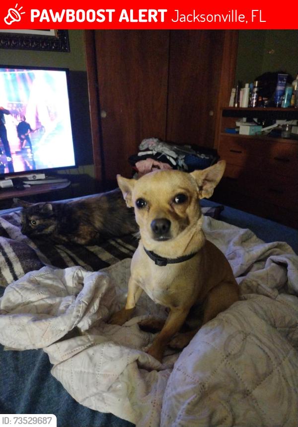 Lost Male Dog last seen Canal and Kings Road, Jacksonville, FL 32209