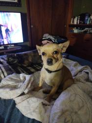 Lost Male Dog last seen Canal and Kings Road, Jacksonville, FL 32209