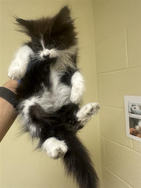 Shelter Stray Female Cat last seen POCKET RD & FREEPORT BLVD, 2127 Front St, Sacramento, CA 95818, USA
