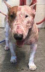 Shelter Stray Male Dog last seen SAN JUAN RD & NORTHGATE BLVD, 2127 Front St, Sacramento, CA 95818, USA