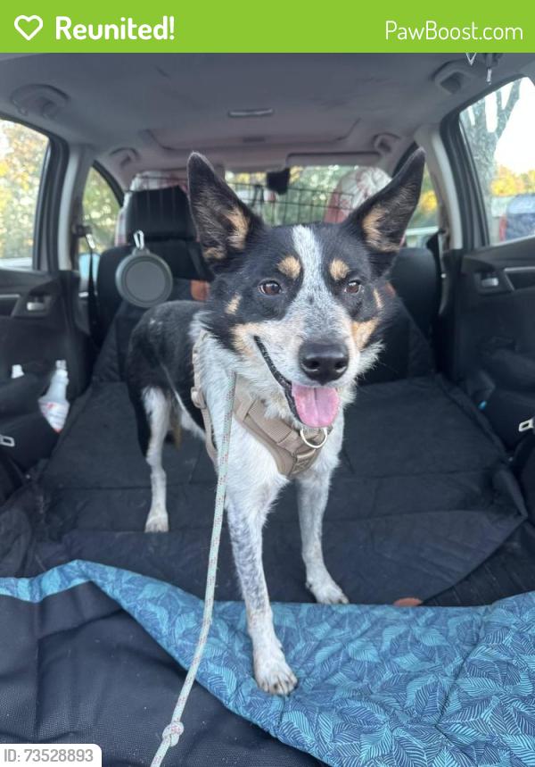 Reunited Male Dog last seen Highland Road, Penn Hills Municipality, PA 15235