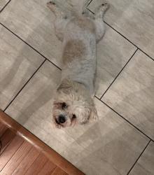 Reunited Male Dog last seen Near Orchard Avenue, Brooklyn Park, MD 21225
