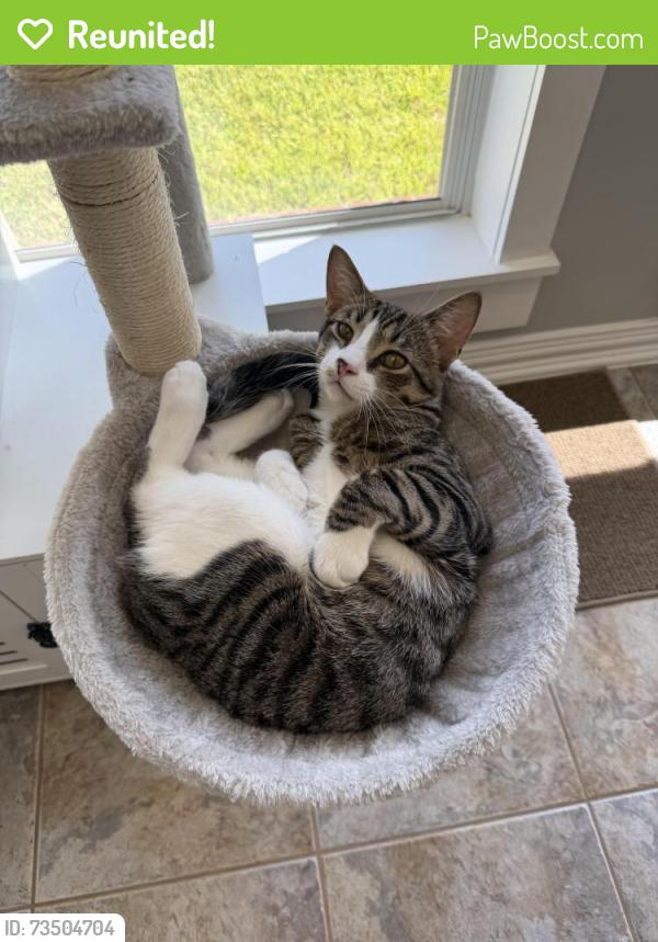 Reunited Male Cat last seen Lake vista, Tomball, TX 77377
