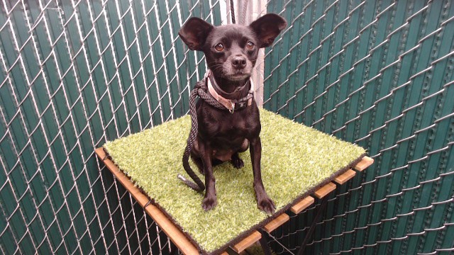 Shelter Stray Female Dog last seen , 11258 Garfield Ave, Downey, CA 90242, USA