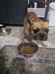 Found/Stray Male Dog last seen Crape Myrtle Place in Otter Creek neighborhood, Little Rock, AR 72210