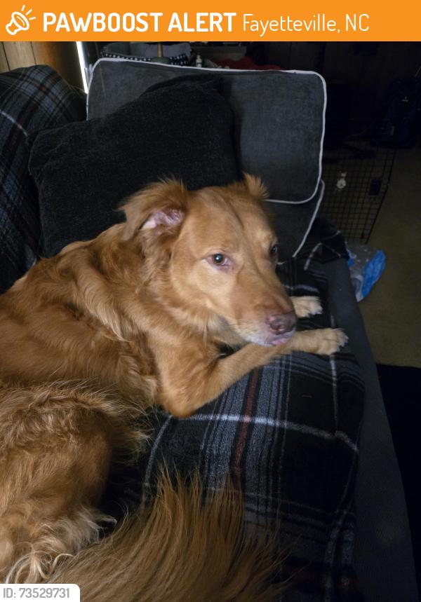 Found/Stray Male Dog last seen Colgate and compton streets, Fayetteville, NC 28304