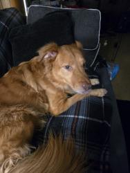 Found/Stray Male Dog last seen Colgate and compton streets, Fayetteville, NC 28304