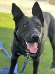 Shelter Stray Female Dog last seen S McCall Ave & E Clarkson Ave, Selma Zone Fresno CO 3 93662, CA, 1510 W Dan Ronquillo Dr, Fresno, CA 93706, USA