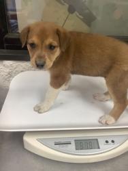 Shelter Stray Female Dog last seen Near Wilbarger St, East District, TX, 355 Hillshire Dr, Haslet, TX 76052, USA