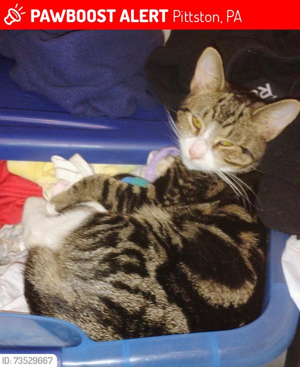 Lost Male Cat last seen Pittston oregon section elizabeth street, Pittston, PA 18640