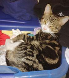 Lost Male Cat last seen Pittston oregon section elizabeth street, Pittston, PA 18640
