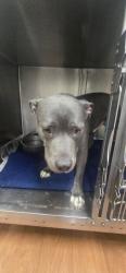Shelter Stray Male Dog last seen Near N HARRELLS FERRY RD, 70816, LA, 2550 Gourrier Ave, Baton Rouge, LA 70820, USA
