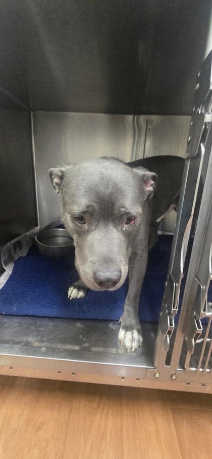 Shelter Stray Male Dog last seen Near N HARRELLS FERRY RD, 70816, LA, 2550 Gourrier Ave, Baton Rouge, LA 70820, USA