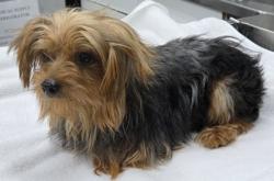 Shelter Stray Male Dog last seen Rubicon and Charbay, City, CA, 3000 Gibson St, Bakersfield, CA 93308, USA