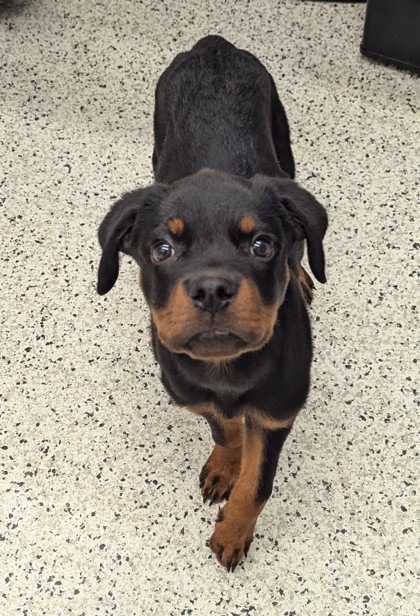 Shelter Stray Male Dog last seen Near WINDSOR DR SW, Atlanta, GA, 1251 Fulton Industrial Blvd NW, Atlanta, GA 30336, USA