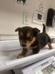 Shelter Stray Male Dog last seen , Oakland, CA, 1101 29th Ave, Oakland, CA 94601, USA