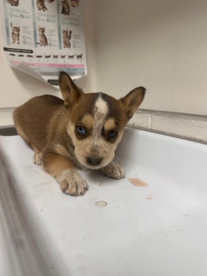 Shelter Stray Female Dog last seen , Oakland, CA, 1101 29th Ave, Oakland, CA 94601, USA