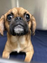 Shelter Stray Female Dog last seen Near Cecil Ave, City of Knoxville ASO, TN, 3201 Division St, Knoxville, TN 37919, USA
