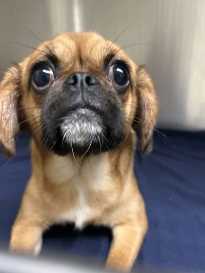 Shelter Stray Female Dog last seen Near Cecil Ave, City of Knoxville ASO, TN, 3201 Division St, Knoxville, TN 37919, USA