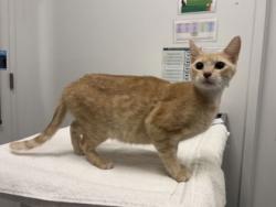 Shelter Stray Female Cat last seen Swope Pkwy & E Meyer Blvd, 64132, 64132, MO, 7077 Elmwood Ave, Kansas City, MO 64132, USA