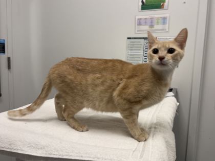 Shelter Stray Female Cat last seen Swope Pkwy & E Meyer Blvd, 64132, 64132, MO, 7077 Elmwood Ave, Kansas City, MO 64132, USA