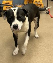 Shelter Stray Male Dog last seen Near Waters Edge Dr, STONE MOUNTAIN, GA, 30087, 30087, GA, 3280 Chamblee Dunwoody Rd, Chamblee, GA 30341, USA